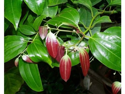 Aceite Esencial de Palo de Ho