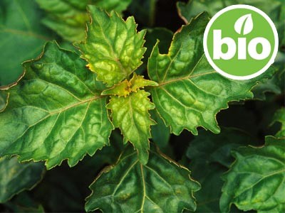 Aceite Esencial de Pachuli BIO