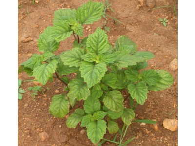 Aceite Esencial de Pachuli