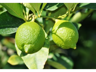 Aceite Esencial de Petitgrain Limón