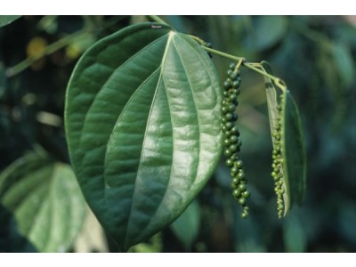 Aceite Esencial de Pimienta Negra