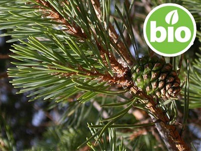 Aceite Esencial de Pino silvestre BIO