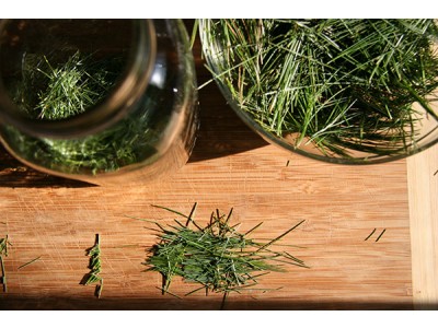 Aceite Esencial de Pino silvestre