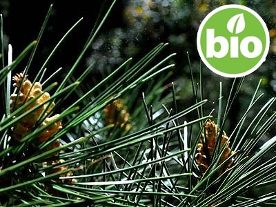Aceite Esencial de Pino Marítimo BIO