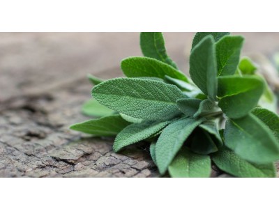 Aceite Esencial de Salvia Española