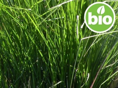 Aceite Esencial de Vetiver BIO de Haití