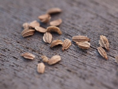 Aceite Esencial de Zanahoria