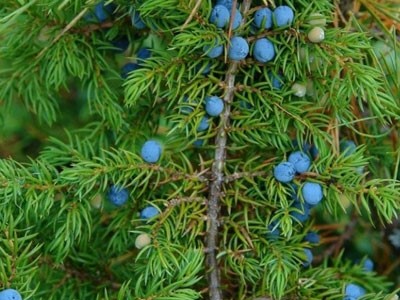 Aceite Esencial de Enebro - Hojas y ramas