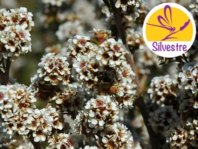 Aceite Esencial de Fragonia - Silvestre