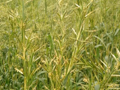 Aceite Esencial de Gingergrass