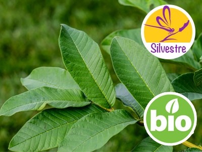 Aceite Esencial de Guayaba Silvestre BIO - Psidium guajava