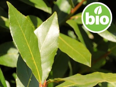 Aceite Esencial de Laurel BIO