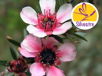 Aceite Esencial de Manuka - Silvestre