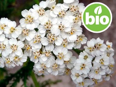 Aceite Esencial de Milenrama Silvestre y BIO