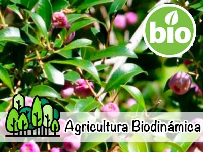 Aceite Esencial de Mirto Mango BIO