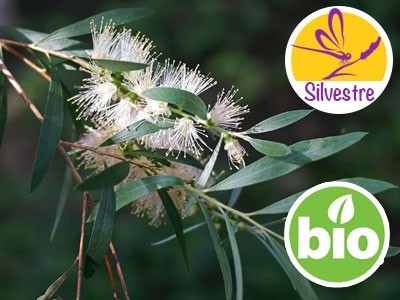 Aceite Esencial de Niaouli Silvestre - Qt. Viridiflorol