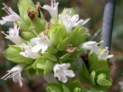 Aceite Esencial de Orégano Virens