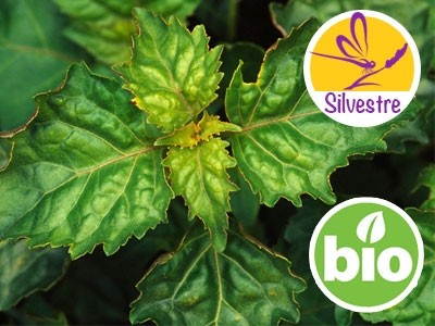 Aceite Esencial de Pachuli Silvestre y BIO de Madagascar