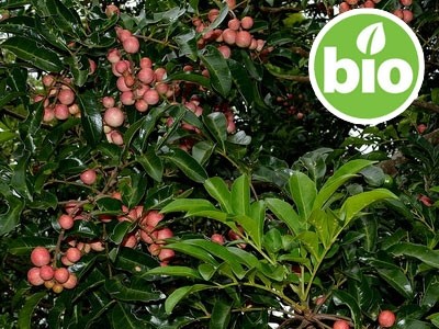 Aceite Esencial de Caoba o Palo Rosa de Australia