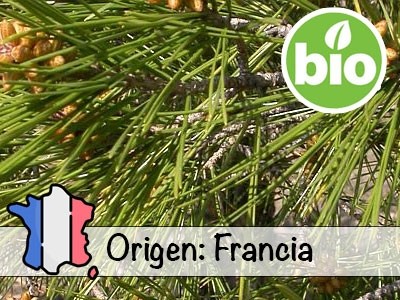 Aceite Esencial de Pino de Alepo Silvestre y BIO