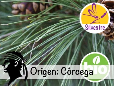 Aceite Esencial de Pino Laricio Silvestre y BIO