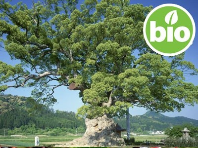 Aceite Esencial de Ravintsara BIO