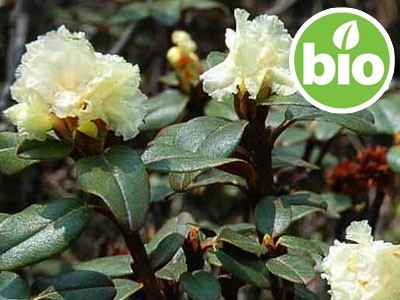 Aceite Esencial de Rododendro BIO