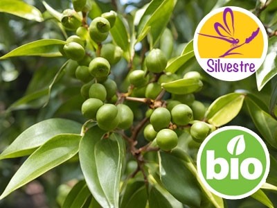 Aceite Esencial de Suganda Kokila Silvestre y BIO