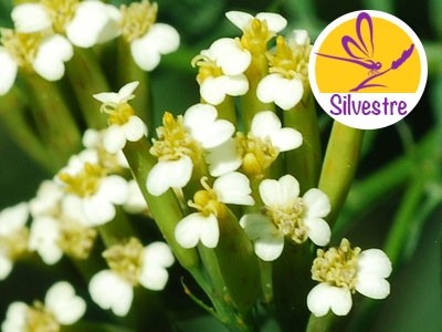 Aceite Esencial de Tagetes Minuta - Silvestre