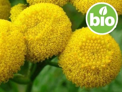 Aceite Esencial de Tanaceto Azul (Tansy Blue) - BIO