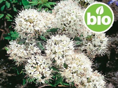 Aceite Esencial de Té de Labrador BIO