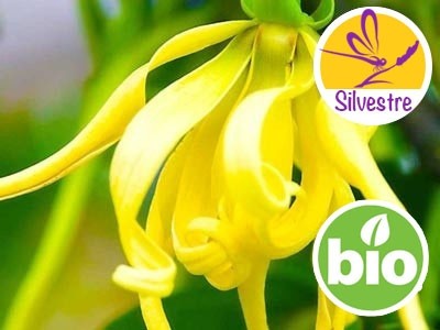 Aceite Esencial de Ylang Ylang Completo (Totum) Silvestre BIO