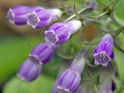 Aceite de Consuelda Macerado en Girasol