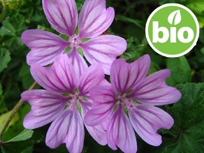Macerado de Flores de Malva BIO