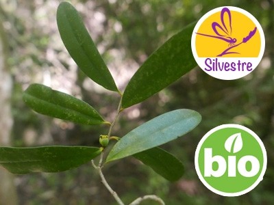Aceite Esencial de Saro Silvestre y BIO - Qt. Limoneno