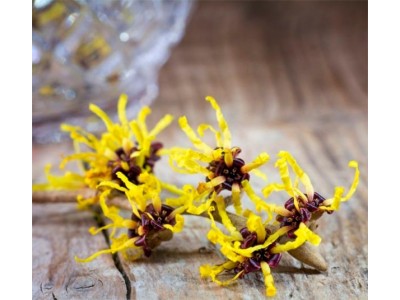 Agua de Hamamelis