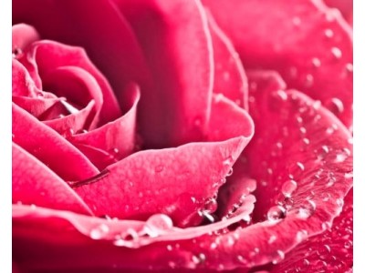 Agua de Rosas natural - (Rosa Damascena)