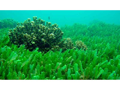 Alga Spirulina en polvo