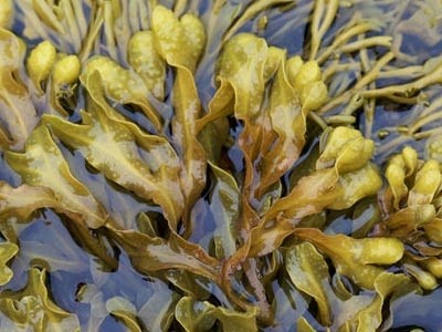 Fucus en polvo