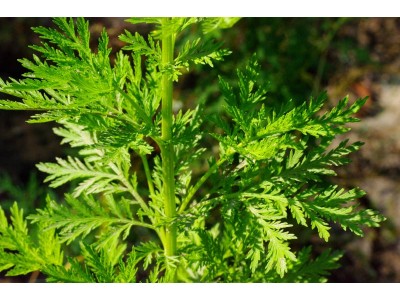 Aceite Esencial de Davana