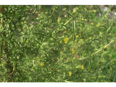 Hidrolato de Olivardilla 100% Natural