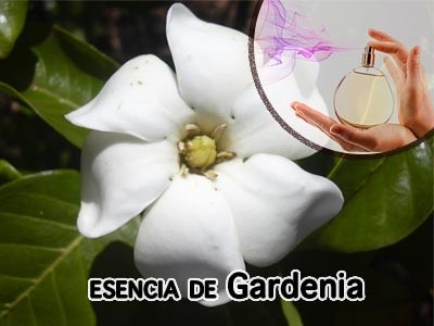 Fragancia de Gardenia