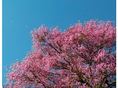 Palo Rosa - Natural Idéntico