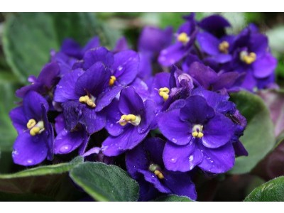 Fragancia de Violeta recién Cortada