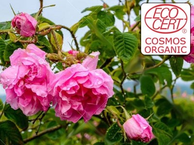 Extracto líquido de Rosa Damascena Ecocert - Hidroglicerinado.