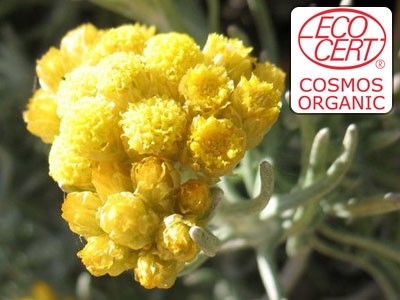 Extracto líquido de Perpetua / Siempreviva Ecocert - Hidroglicerinado.