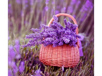 Fragancia de Lavanda