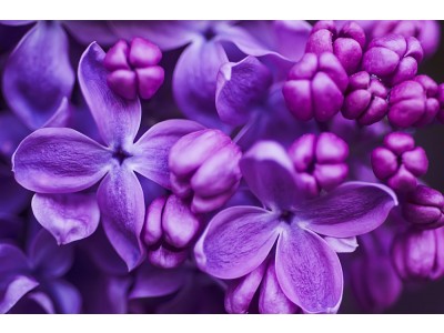 Fragancia de Lilas