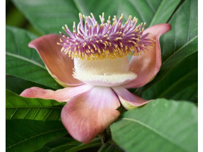 Fragancia de Flor de Champa