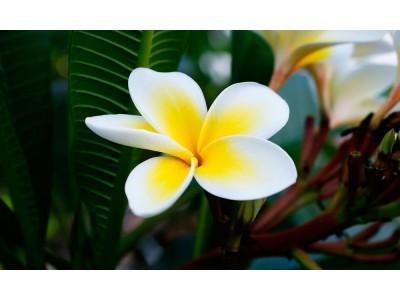 Fragancia de Frangipani